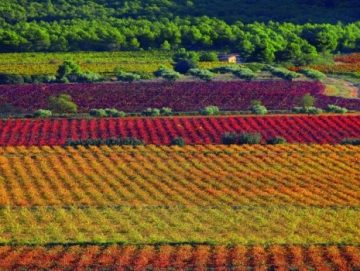 bodegas