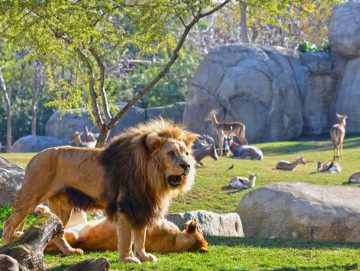 Bioparc Valencia
